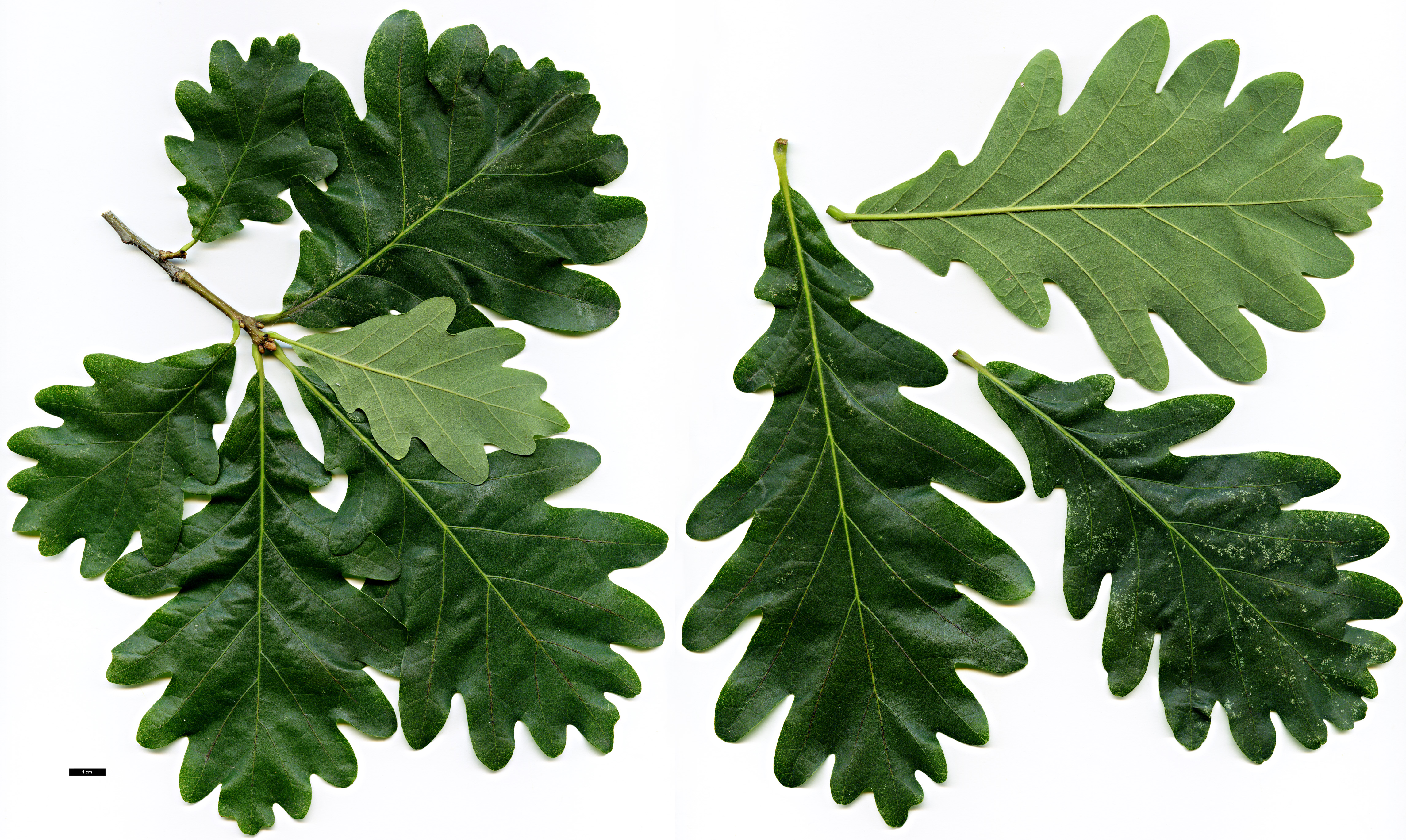 High resolution image: Family: Fagaceae - Genus: Quercus - Taxon: ×sargentii (Q.montana × Q.robur)